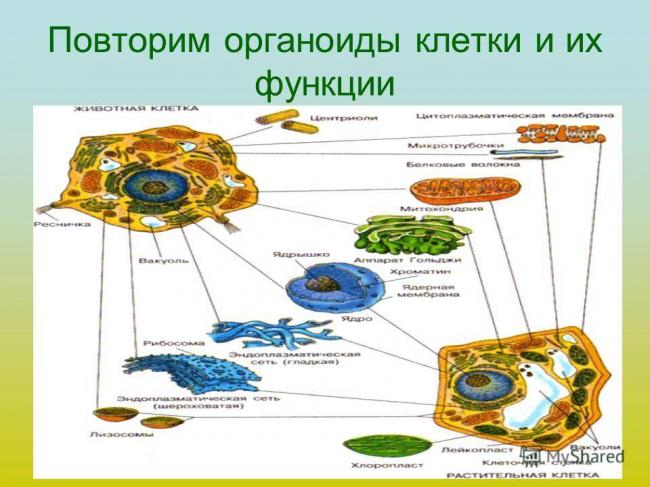 Имеют ли бактерии ядро, или особенности строения прокариотических клеток
