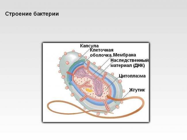 Амёба как простейший организм: её строение, способ размножения, животное это или бактерия