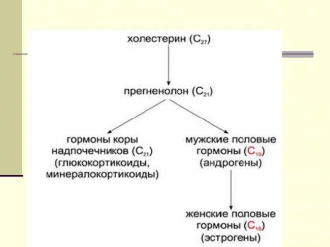 Женские гормоны в мужском организме