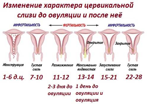 Причины жёлтых выделений у женщин с запахом, зудом и без дополнительных симптомов
