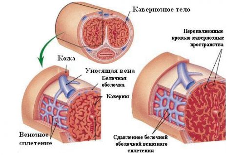 Вилдегра