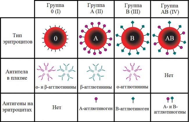 Первая положительная группа крови: характеристика, совместимость, питание, донор