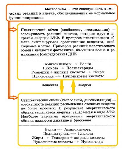 Тест по теме энергетический обмен