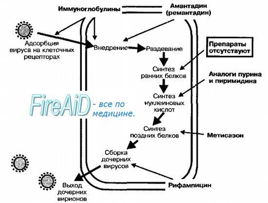 Опасность вирусов, инфекций и бактерий для человека