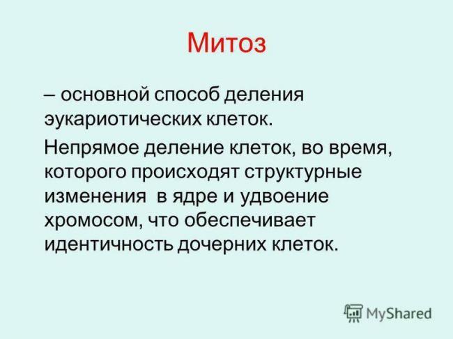 Как размножаются бактерии