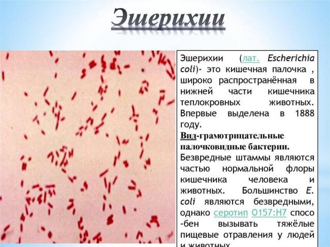Эшерихия, эшерихиоз (escherichia coli) - возбудитель и его патогенность, лечение