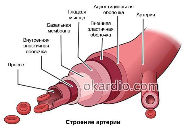 Стеноз сосудов в шейном отделе позвоночника