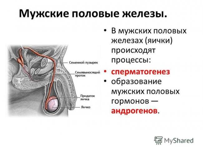 Выработка женских и мужских гормонов половыми железами