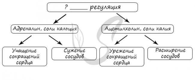 Сердечно-сосудистая система - circulatory system