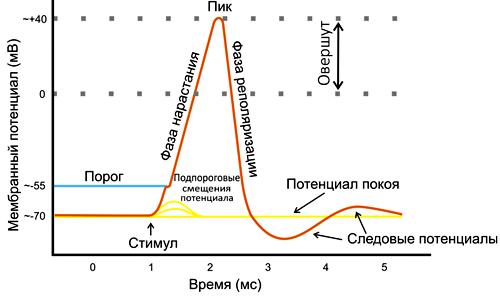 Никотиноил гамма-аминомасляная кислота Acidum nicotinoyl-gamma-aminobutyricum