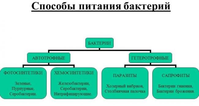 Бактерии-паразиты: виды и чем они опасны | все о паразитах