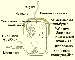 Бактерии — общая характеристика. классификация, строение, питание и роль бактерий в природе