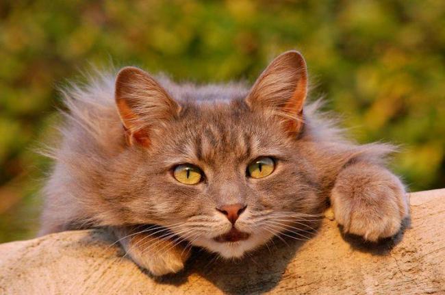 Амоксициллин для кошек инструкция по применению