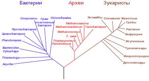 Какие организмы относятся к прокариотическим, почему бактерии относят к прокариотам