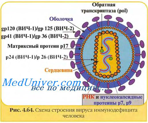 Адъюванты — большая медицинская энциклопедия