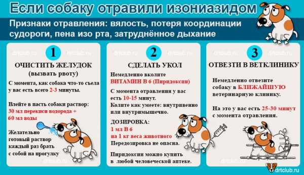 Отравление собаки догхантерами: симптомы и первая помощь