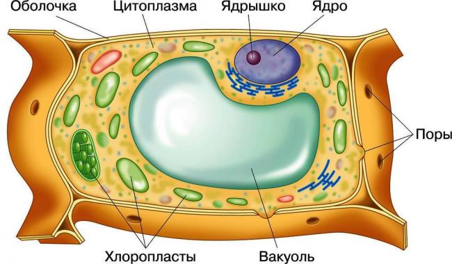 Биология. 10 класс