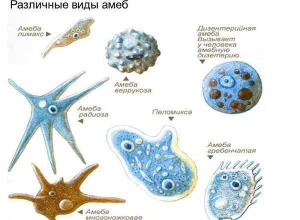 Непатогенные амебы кишечника – безопасные соседи или паразиты?