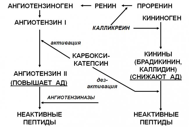 Повышение артериального давления: причины и симптомы | food and health