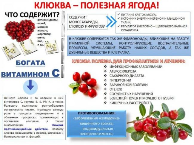 Лечение простудных заболеваний с помощью клюквы