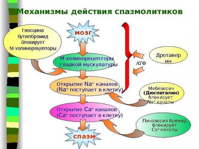 Спазм мышц поясничного отдела позвоночника