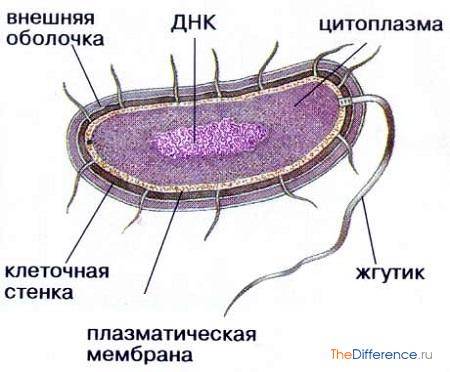 Амёба обыкновенная