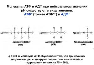 Аденозинтрифосфат - adenosine triphosphate