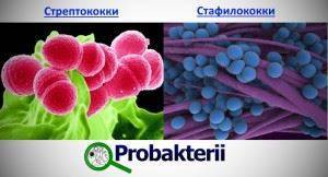 Тинкториальные свойства бактерий. методы окраски