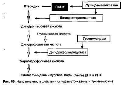 Бактерии – лучшие помощники человека