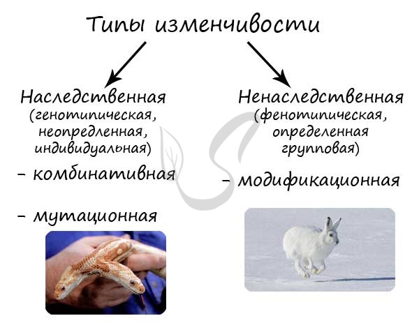 Виды мутаций