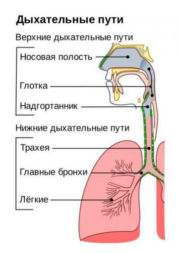 Фарингит, трахеит и ларингит: сходства, различия, подходы к лечению