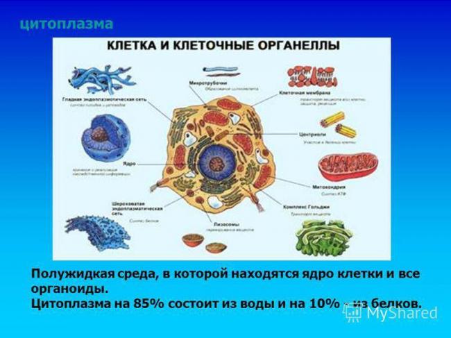 Чего не имеют бактерии: критично ли отсутствие органов