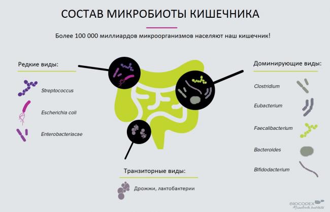 Какие полезные, а какие неполезные бактерии для человека