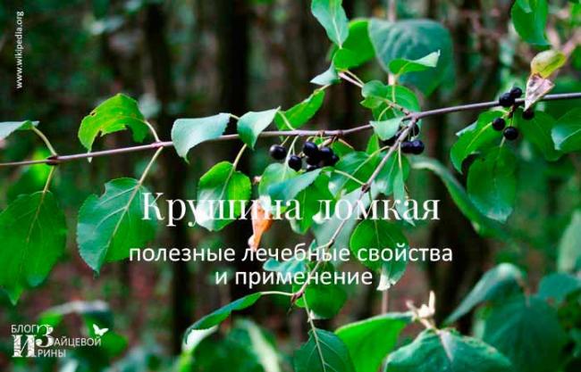 Кора крушины