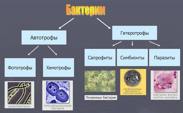 Какие болезни человека, животных и растений связаны с бактериями