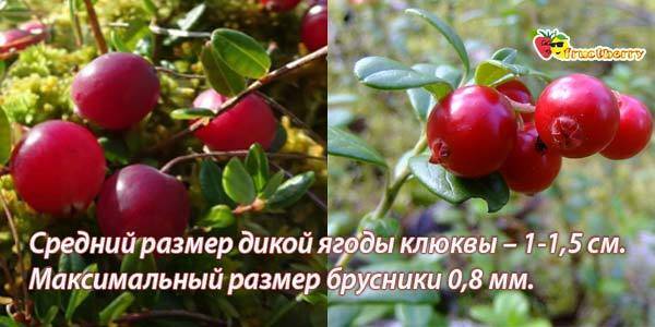 Клюква от простуды и кашля