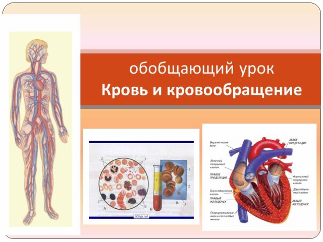 Кровеносная система | энциклопедия кругосвет