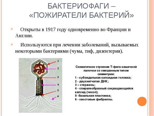 Бактериальные кишечные инфекции (бактериальный гастроэнтерит), симптомы, лечение, причины, признаки
