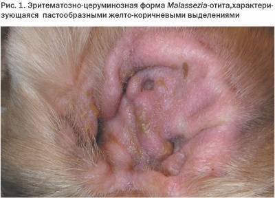 Малассезия у собак