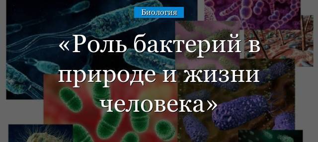 Роль бактерий в природе и жизни человека доклад, сообщение 5, 7 класс