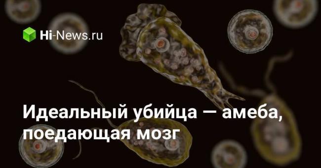 Бактерии и амебы: в чем разница?