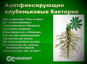 Где чаще обитают бактерии-хемосинтетики?
