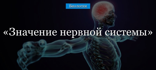 Нервная система. нервная система играет важную роль в регуляции функций организма. она обеспечивает согласованную работу клеток, тканей, органов и их. - презентация