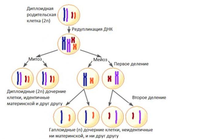 Брожение – энергия для бактерий, польза для человека