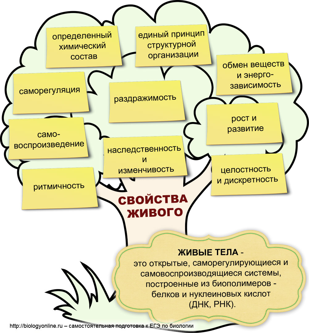 Виды мутаций