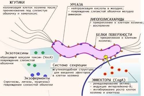 Какие 3 бактерии обязательно нужно лечить и почему это необходимо делать