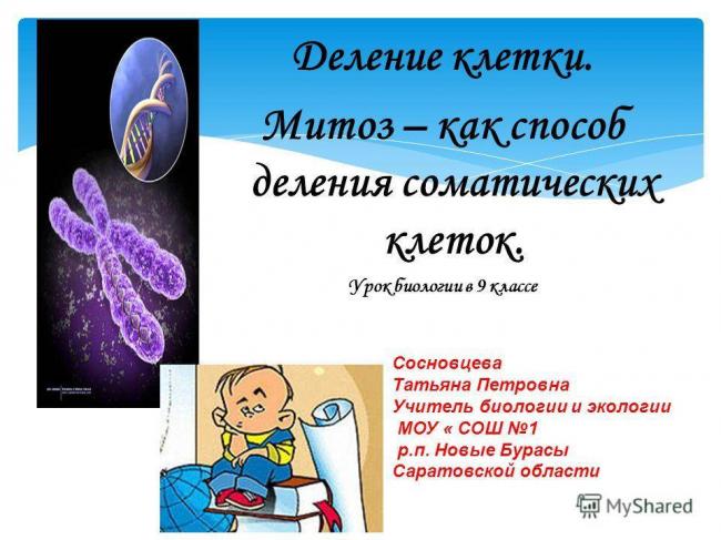Как размножаются бактерии кратко