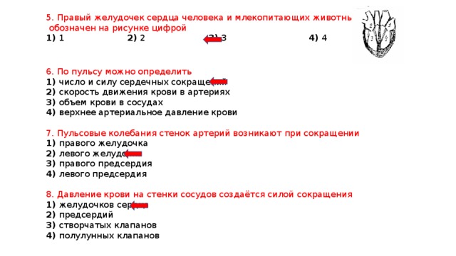 Вены сердца, их строение и функции