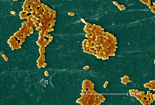 E. coli