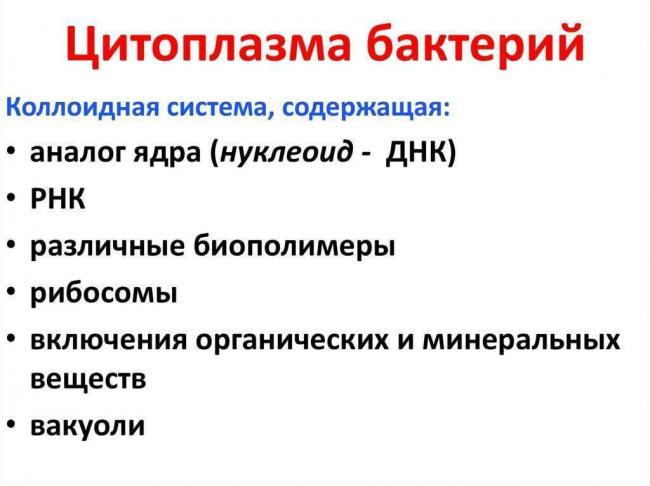 Какие функции выполняет цитоплазма в бактерии?